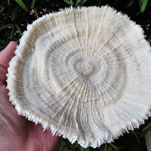 huge giant 7 inch mushroom sea shell coral reef aquarium natural decor - Picture 4 of 7